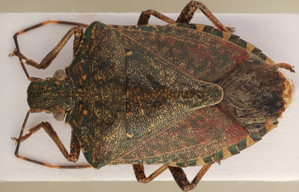 Kněžice mramorovaná (Halyomorpha halys) Kněžice mramorovaná (Halyomorpha halys)