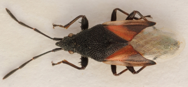 Blánatka lipová (Oxycarenus lavaterae) Blánatka lipová (Oxycarenus lavaterae)