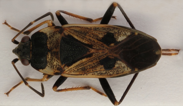 Pozemka obecná (Rhyparochromus vulgaris) Pozemka obecná (Rhyparochromus vulgaris)