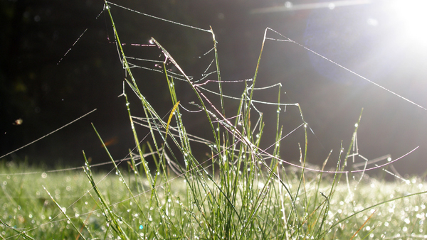 Orosená pavučinová vlákna babího léta na trávě.