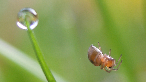 Přibližně milimetrové mládě plachetnatky (Linyphiidae) visící na vlákně za snovací bradavky; vlevo je kapka rosy na špičce listu trávy.