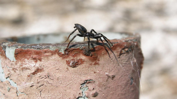 Mládě skálovky rodu Zelotes se před vzletem staví „na špičky“ a vztyčuje svůj zadeček co možná nejvýše.