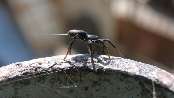 Mládě skálovky rodu Zelotes stojí na špičkách a po směru větru vypouští babí léto ze svých snovacích bradavek.