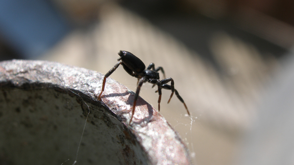 Mládě skálovky rodu Zelotes zachycené v okamžiku staru – podkladu se drží již jen zadním párem nohou.