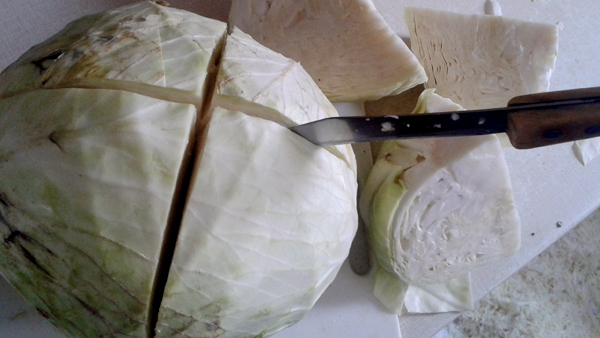 Hlávky zelí zbavíme špatných listů. fotografie zelí se zabodnutým nožem.