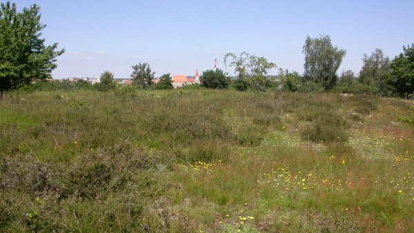 Vřesoviště na Kraví hoře u Znojma jsou nejseverněji položená vřesoviště v rámci NP Podyjí. Na této lokalitě bylo zjištěno 801 druhů motýla a mezi nimi i velmi vzácný druh zavíječe Synaphe bombycalis (Denis & Schiffermüller, 1775), který jinde v Česku nebyl dosud nikde nalezen. Zároveň však patří k těm několika málo druhům motýlů, jehož poslední nález je datován před rok 2000, konkrétně do roku 1994. Vřesoviště na Kraví hoře u Znojma jsou nejseverněji položená vřesoviště v rámci NP Podyjí. Na této lokalitě bylo zjištěno 801 druhů motýla a mezi nimi i velmi vzácný druh zavíječe Synaphe bombycalis (Denis & Schiffermüller, 1775), který jinde v Česku nebyl dosud nikde nalezen. Zároveň však patří k těm několika málo druhům motýlů, jehož poslední nález je datován před rok 2000, konkrétně do roku 1994.
