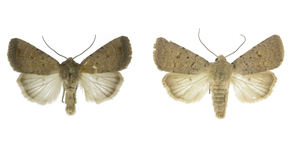 Blýskavka skalní (Caradrina terrea Freyer, 1840) (vlevo) a blýskavka plachá (Caradrina aspersa Rambur, 1834) (vpravo) jsou úzce vázané na skalní stepi a v rámci Česka se vyskytují pouze v Podyjí. Blýskavka skalní (Caradrina terrea Freyer, 1840) (vlevo) a blýskavka plachá (Caradrina aspersa Rambur, 1834) (vpravo) jsou úzce vázané na skalní stepi a v rámci Česka se vyskytují pouze v Podyjí.