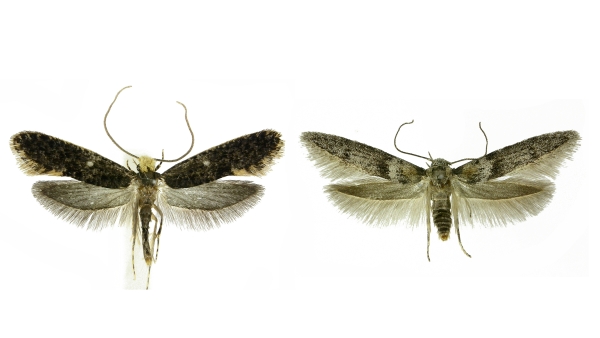 Mol Monopis neglecta (vlevo) a drsnohřbetka Blastobasis pannonica (vpravo) jsou nejnověji popsanými druhy motýlů z území České republiky, v obou případech právě z Podyjí. Rozšíření obou druhů je však ve skutečnosti podstatně širší a v současné době jsou známy z mnoha zemí střední Evropy, výskyt drsnohřbetky byl již potvrzen také na stepích jižního Uralu. Na snímcích jsou holotypy obou druhů (holotyp = konkrétní jedinec, podle kterého je druh popsán). Mol Monopis neglecta (vlevo) a drsnohřbetka Blastobasis pannonica (vpravo) jsou nejnověji popsanými druhy motýlů z území České republiky, v obou případech právě z Podyjí. Rozšíření obou druhů je však ve skutečnosti podstatně širší a v současné době jsou známy z mnoha zemí střední Evropy, výskyt drsnohřbetky byl již potvrzen také na stepích jižního Uralu. Na snímcích jsou holotypy obou druhů (holotyp = konkrétní jedinec, podle kterého je druh popsán).