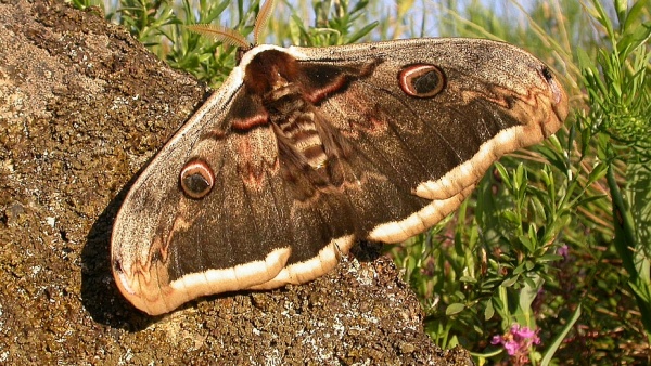 V Podyjí se dosud velmi hojně vyskytuje i největší evropský motýl – martináč hrušňový [Saturnia pyri (Denis & Schiffermüller, 1775)]. Na snímku mohutný jedinec pozorovaný v červnu 2010 v Přírodní památce Horecký kopec u Hnanic.