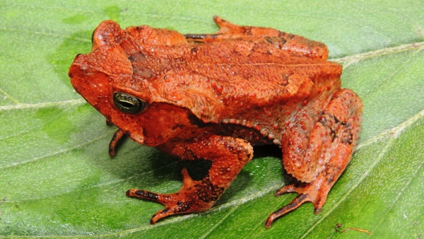 Samice ropuchy yunga (Rhinella yunga) zdroj: Národní muzeum Samice ropuchy yunga (Rhinella yunga) zdroj: Národní muzeum