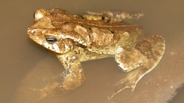 Samec ropuchy yunga (Rhinella yunga) zdroj: Národní muzeum Samec ropuchy yunga (Rhinella yunga) zdroj: Národní muzeum