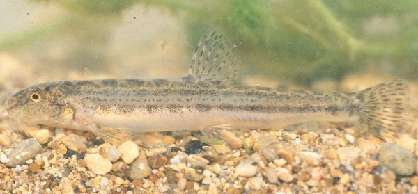 Sekavec hercegovský (Cobitis hercegoviniensis) zdroj: Národní muzeum Sekavec hercegovský (Cobitis hercegoviniensis) zdroj: Národní muzeum