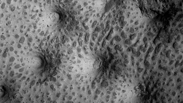 Ornamentální struktura na povrchu pancíře plakodermy druhu Antineosteus rufus (zdroj: Národní muzeum) Ornamentální struktura na povrchu pancíře plakodermy druhu Antineosteus rufus (zdroj: Národní muzeum)