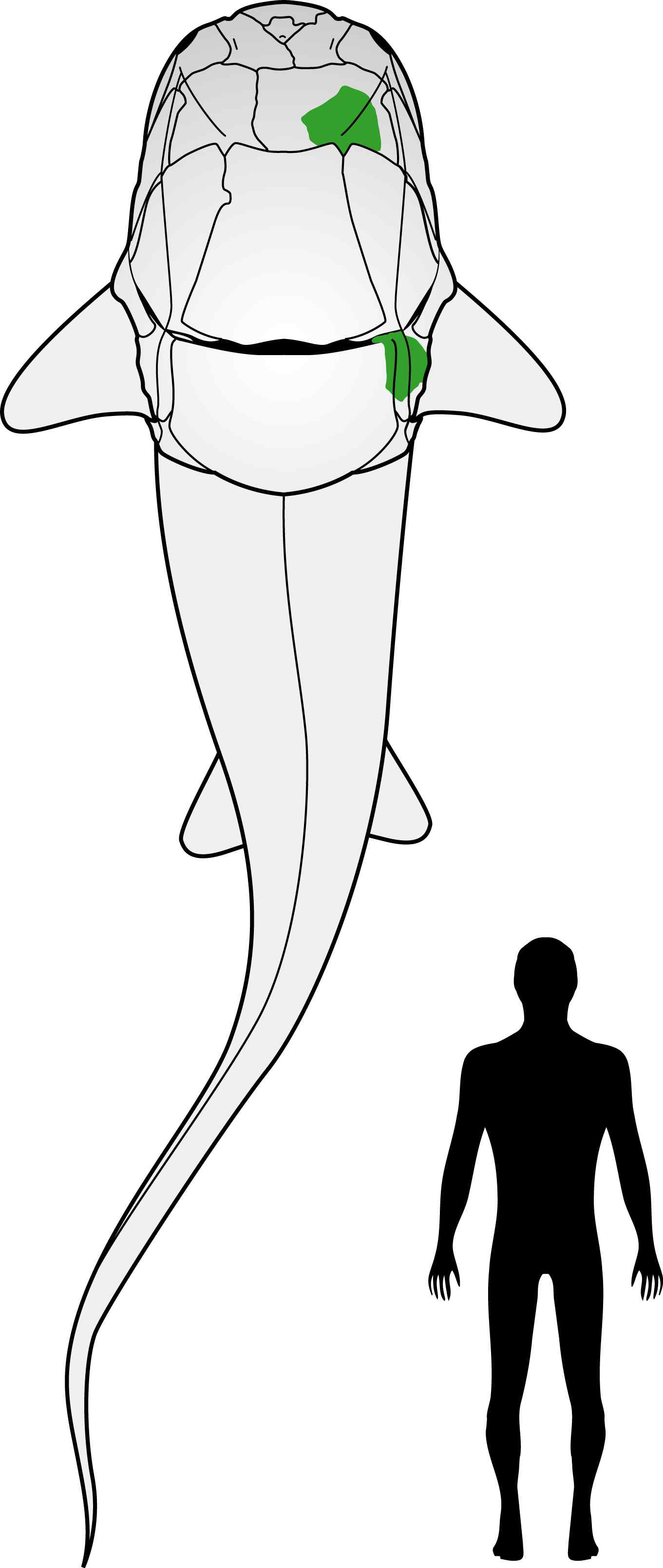 Rekonstrukce plakodermy druhu Antineosteus rufus a její porovnání s výškou dospělého člověka. Zeleně jsou označeny nalezené desky. Celkový tvar těla zvířete je odvozen na základě srovnání s blízce příbuznými druhy (zdroj: Národní muzeum)