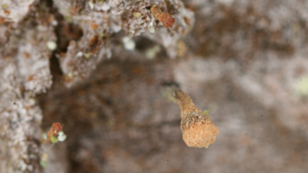 Silně zvětšené „trumpetkovité“ plodnice poprášenky (zdroj: Národní muzeum) Silně zvětšené „trumpetkovité“ plodnice poprášenky (zdroj: Národní muzeum)