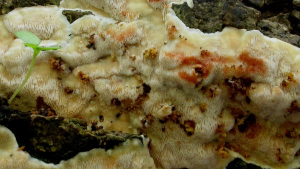 Živé plodnice pórnatice (zdroj: Národní muzeum) Živé plodnice pórnatice (zdroj: Národní muzeum)