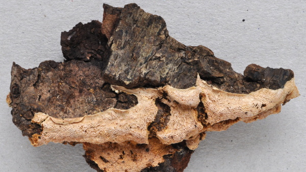 Usušená plodnice pórnatice (zdroj: Národní muzeum)