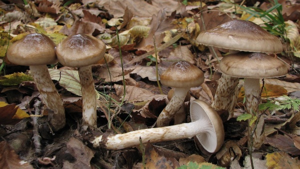 Živé plodnice šťavnatky (zdroj: Národní muzeum) Živé plodnice šťavnatky (zdroj: Národní muzeum)