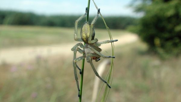 Zápřednice jedovatá (zdroj: Národní muzeum) Zápřednice jedovatá (zdroj: Národní muzeum)