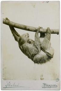 Lenochodí samice s mládětem. Pozitiv Jan Mulač, Praha, 1894 (zdroj: Národní muzeum)