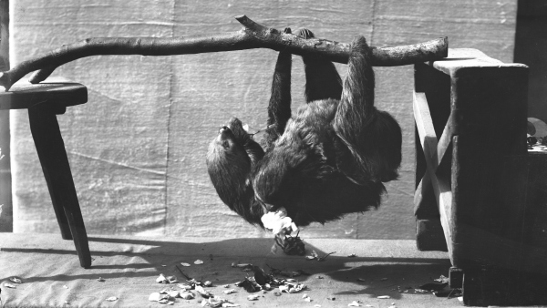 Lenochodí samice s mládětem. Negativ Enrique Stanko Vráze, Praha, 1894 (zdroj: Národní muzeum)