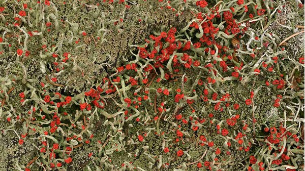 Cladonia macilenta (dutohlávka vyzáblá) – jedna z mnoha druhů dutohlávek s červenou barvou plodnic, kterou způsobuje kyselina rodokladonová (zdroj: Národní muzeum) Cladonia macilenta (dutohlávka vyzáblá) – jedna z mnoha druhů dutohlávek s červenou barvou plodnic, kterou způsobuje kyselina rodokladonová (zdroj: Národní muzeum)