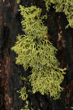 Letharia vulpina (větvičník sírový) – již jasně sírově žlutá barva poukazuje na jeho jedovatost, tento druh se v minulosti používal na trávení vlků (zdroj: Národní muzeum)