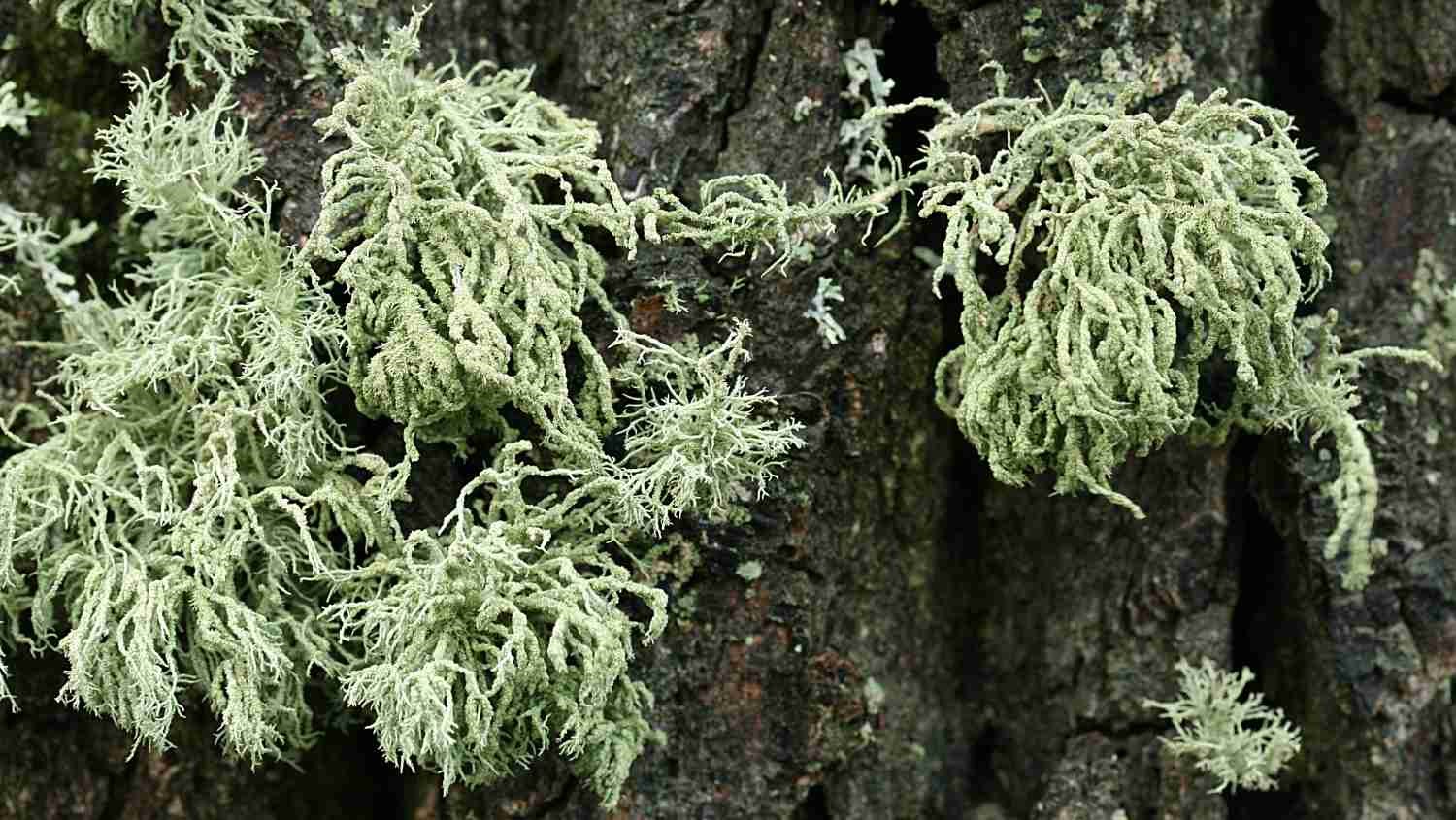 Usnea hirta (provazovka srstnatá) – její žlutozelená barva je způsobena kyselinou usnovou, která má prokázané protirakovinné účinky (zdroj: Národní muzeum) Usnea hirta (provazovka srstnatá) – její žlutozelená barva je způsobena kyselinou usnovou, která má prokázané protirakovinné účinky (zdroj: Národní muzeum)