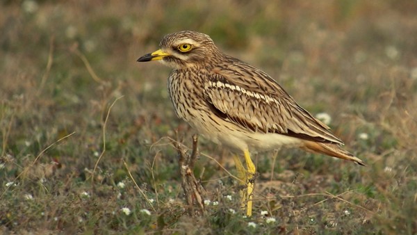 Dytík úhorní je vzácným druhem bahňáka, který u nás jako hnízdící zcela vymizel. V roce 2014 byl jeden exemplář odchycen a označen nedaleko Prahy (zdroj: Frank Vassen, Brusel, Belgie, CC BY 2.0, prostřednictvím Wikimedia Commons) Dytík úhorní je vzácným druhem bahňáka, který u nás jako hnízdící zcela vymizel. V roce 2014 byl jeden exemplář odchycen a označen nedaleko Prahy (zdroj: Frank Vassen, Brusel, Belgie, CC BY 2.0, prostřednictvím Wikimedia Commons)