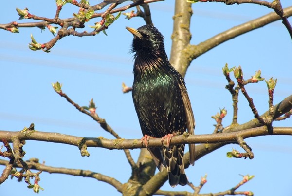 Špaček obecný je jedním z tažných druhů ptáků, které bylo u nás možné pozorovat celou letošní teplou zimu (zdroj: Vytauto, prostřednictvím Wikimedia Commons) Špaček obecný je jedním z tažných druhů ptáků, které bylo u nás možné pozorovat celou letošní teplou zimu (zdroj: Vytauto, prostřednictvím Wikimedia Commons)