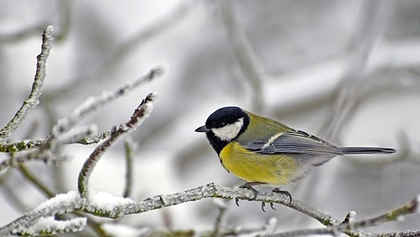 Nejvíce kroužkovaným ptačím druhem v ČR v loňském roce byla sýkora koňadra (zdroj: Tbird ulm, CC BY-SA 3.0, prostřednictvím Wikimedia Commons) Nejvíce kroužkovaným ptačím druhem v ČR v loňském roce byla sýkora koňadra (zdroj: Tbird ulm, CC BY-SA 3.0, prostřednictvím Wikimedia Commons) Označeno bylo více než 25 tisíc jedinců