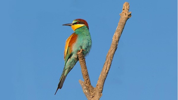 Teplomilná vlha pestrá je jedním z druhů, který se u nás šíří v souvislosti s oteplováním klimatu. V posledních pěti letech hnízdí i na několika místech ve středních Čechách (zdroj: Trebol-a, CC BY 3.0, prostřednictvím Wikimedia Commons) Teplomilná vlha pestrá je jedním z druhů, který se u nás šíří v souvislosti s oteplováním klimatu. V posledních pěti letech hnízdí i na několika místech ve středních Čechách (zdroj: Trebol-a, CC BY 3.0 prostřednictvím Wikimedia Commons)
