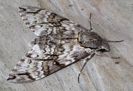 Lišaj Psilogramma papuensis Brechlin, 2001. Nedávno popsaný druh, jehož rozšíření je omezeno pouze na oblast Papua Nová Guinea. Zdroj: Národní muzeum Lišaj Psilogramma papuensis Brechlin, 2001. Nedávno popsaný druh, jehož rozšíření je omezeno pouze na oblast Papua Nová Guinea. Zdroj: Národní muzeum