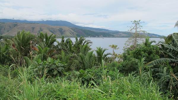 Jezero Sentani. V blízkém pozadí holé kopce odlesněné americkou armádou za 2. světové války, v pozadí v mracích Cyclopské pohoří. Zdroj: Národní muzeum Jezero Sentani. V blízkém pozadí holé kopce odlesněné americkou armádou za 2. světové války, v pozadí v mracích Cyclopské pohoří. Zdroj: Národní muzeum