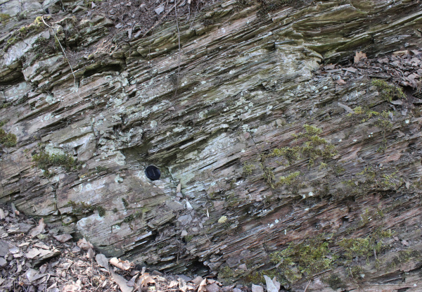 Černé břidlice jsou charakteristickou horninou pro období spodního siluru. Nacházíme v nich hojné zkameněliny graptolitů, zástupců dnes již vymřelé skupiny živočichů (lokalita 6). Černé břidlice jsou charakteristickou horninou pro období spodního siluru. Nacházíme v nich hojné zkameněliny graptolitů, zástupců dnes již vymřelé skupiny živočichů (lokalita 6).