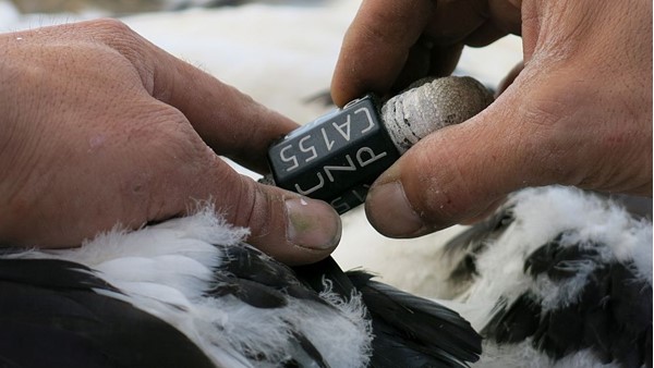 Označení čápa CA 155 nalezeného letos 25. března v Gambii (zdroj: archiv DESOP Plzeň)