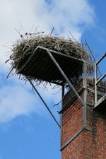 Hnízdo v Draženově na umělé podložce (zdroj: archiv DESOP Plzeň)