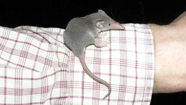 Bělozubka dhofarská