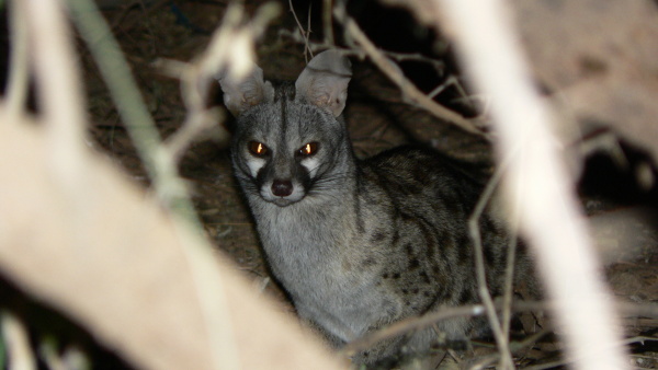 Ženetka tečkovaná