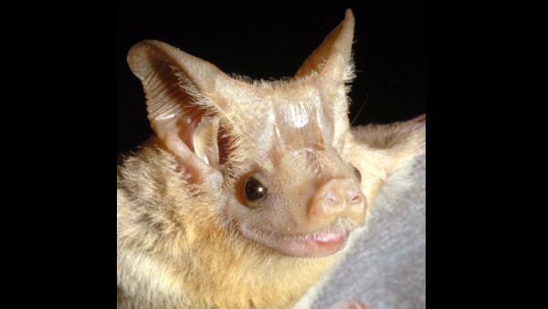 Víkonos jemenský (Rhinopoma hadramauticum), foto: Antonín Reiter Víkonos jemenský (Rhinopoma hadramauticum)