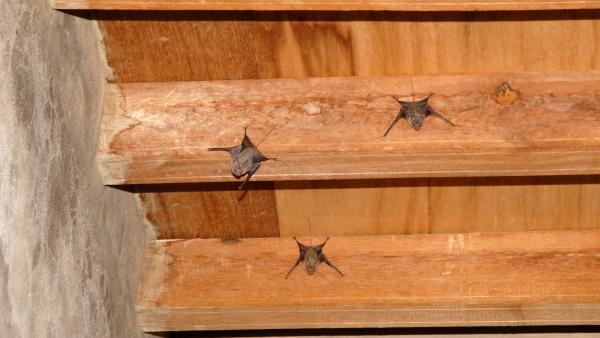 Část kolonie Víkonosa Jemenského, foto: Antonín Reiter Část kolonie Víkonosa Jemenského