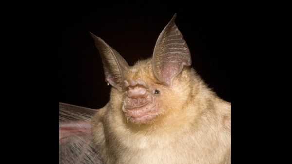 Pavrápenec arabský (Asellia arabica), foto: Antonín Reiter Pavrápenec arabský (Asellia arabica)
