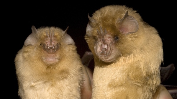 Cíponosové (Triaenops), foto: Antonín Reiter Cíponosové (Triaenops)