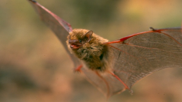 Netopýr sokotránský (Hypsugo lanzai), foto: Antonín Reiter Netopýr sokotránský (Hypsugo lanzai)