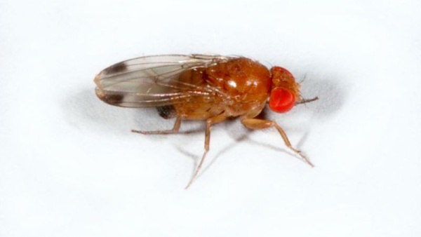Sameček octomilky asijské (Drosophila suzukii) s typickou skvrnou na křídlech. Zdroj: M. Hauser. Fotografie. Sameček octomilky asijské (Drosophila suzukii) s typickou skvrnou na křídlech. M. Hauser.