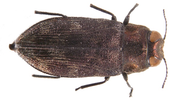 Brouk krasec Cimrmanium angulinotum. Jeho české jméno je krasec Cimrmanův. Inspirací nebyl nikdo jiný, než fiktivní génius Jára Cimrman. Zdroj: Národní muzeum Fotografie. Brouk krasec Cimrmanium angulinotum. jeho české jméno je krasec Cimrmanův. Zdroj: Národní muzeum