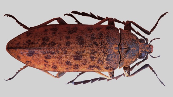 Dosud nepojmenovaný brouk z rodu Eulichas. Zdroj: Národní muzeum Fotografie. Dosud nepojmenovaný brouk z rodu Eulichas. Zdroj: Národní muzeum
