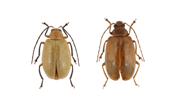 Mandelinky pojmenované podle koček vedoucího entomologického ústavu. Zleva Hesperopenna zofka a Hesperopenna bonifaci. Zdroj: Národní muzeum Fotografie. Mandelinky pojmenované podle koček vedoucího entomologického ústavu. Zleva Hesperopenna zofka a Hesperopenna bonifaci. Zdroj: Národní muzeum