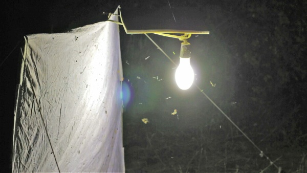 Větší můry kolem silnějšího zdroje světla. Zdroj: Národní muzeum Fotografie. Větší můry kolem silnějšího zdroje světla. Zdroj: Národní muzeum