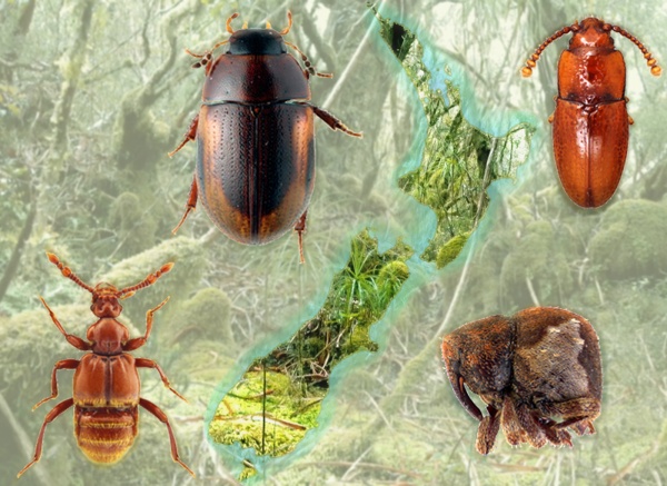 Projekt Matthiase Seidela má za cíl zanalyzovat vliv geologické historie a klimatických změn během dob ledových na faunu brouků žijících v listové hrabance. Zdroj: M.Seidel Obrázek. Projekt Matthiase Seidela má za cíl zanalyzovat vliv geologické historie a klimatických změn během dob ledových na faunu brouků žijících v listové hrabance. Zdroj: M.Seidel